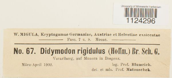 Didymodon rigidulus image