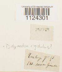 Didymodon rigidulus image