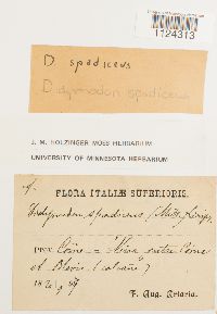 Didymodon spadiceus image