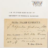 Thumbnail image of current specimen