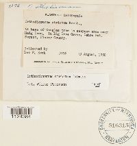 Dicranum tauricum image