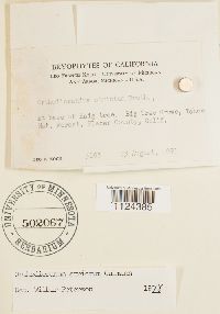 Dicranum tauricum image