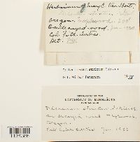 Dicranum tauricum image