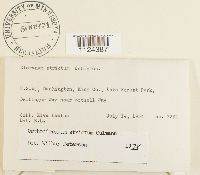 Dicranum tauricum image