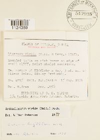 Dicranum viride image