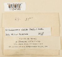 Dicranum viride image