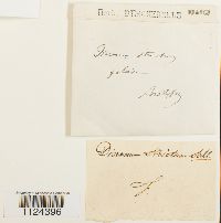 Dicranum tauricum image