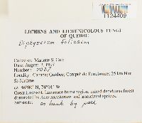 Diphyscium foliosum image