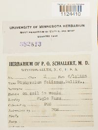 Diphyscium foliosum image