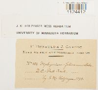 Diphyscium foliosum image