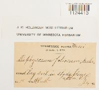 Diphyscium foliosum image