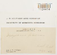 Diphyscium foliosum image