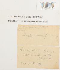 Diphyscium foliosum image