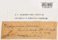 Diphyscium foliosum image