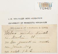 Diphyscium foliosum image