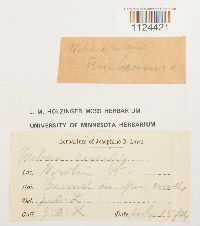 Diphyscium foliosum image