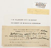 Diphyscium foliosum image