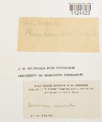 Diphyscium foliosum image