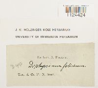 Diphyscium foliosum image