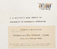 Diphyscium foliosum image