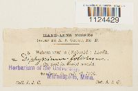 Diphyscium foliosum image