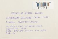 Diphyscium foliosum image