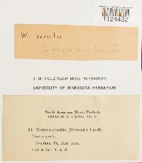 Diphyscium foliosum image