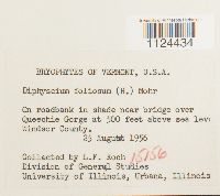 Diphyscium foliosum image