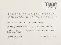 Diphyscium foliosum image