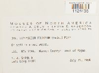 Diphyscium foliosum image