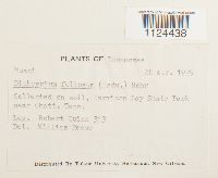 Diphyscium foliosum image