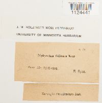 Diphyscium foliosum image