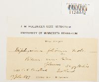 Diphyscium foliosum image