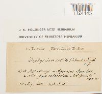 Diphyscium foliosum image