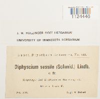 Diphyscium foliosum image