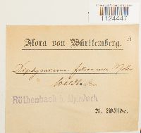 Diphyscium foliosum image