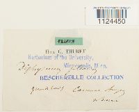 Diphyscium foliosum image