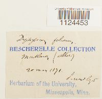 Diphyscium foliosum image