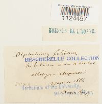 Diphyscium foliosum image