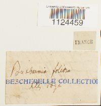 Diphyscium foliosum image