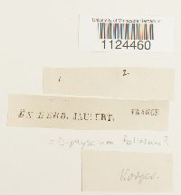 Diphyscium foliosum image