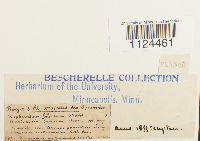 Diphyscium foliosum image