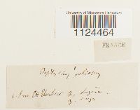 Diphyscium foliosum image