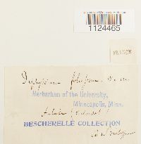 Diphyscium foliosum image