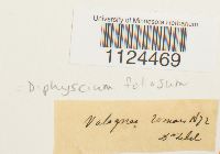 Diphyscium foliosum image