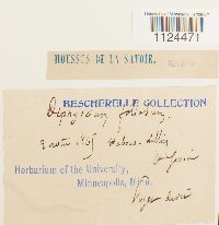 Diphyscium foliosum image