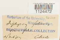 Diphyscium foliosum image