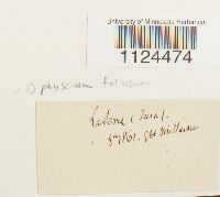 Diphyscium foliosum image