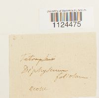 Diphyscium foliosum image