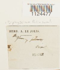 Diphyscium foliosum image